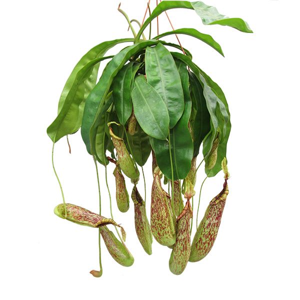 Nepenthes Mojito
