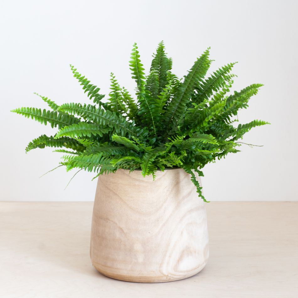 Nephrolepis Green Lady - Krulvaren - P17
