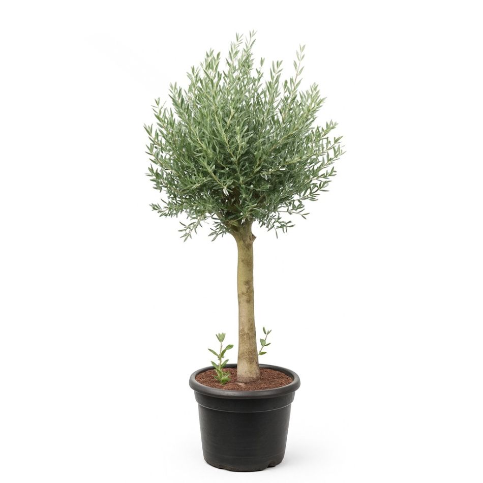 Olea europaea - olijfboom - p45 - neutraal 1