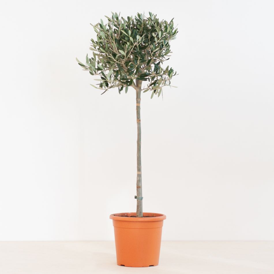 Olea Europaea - Olijfboom - P21