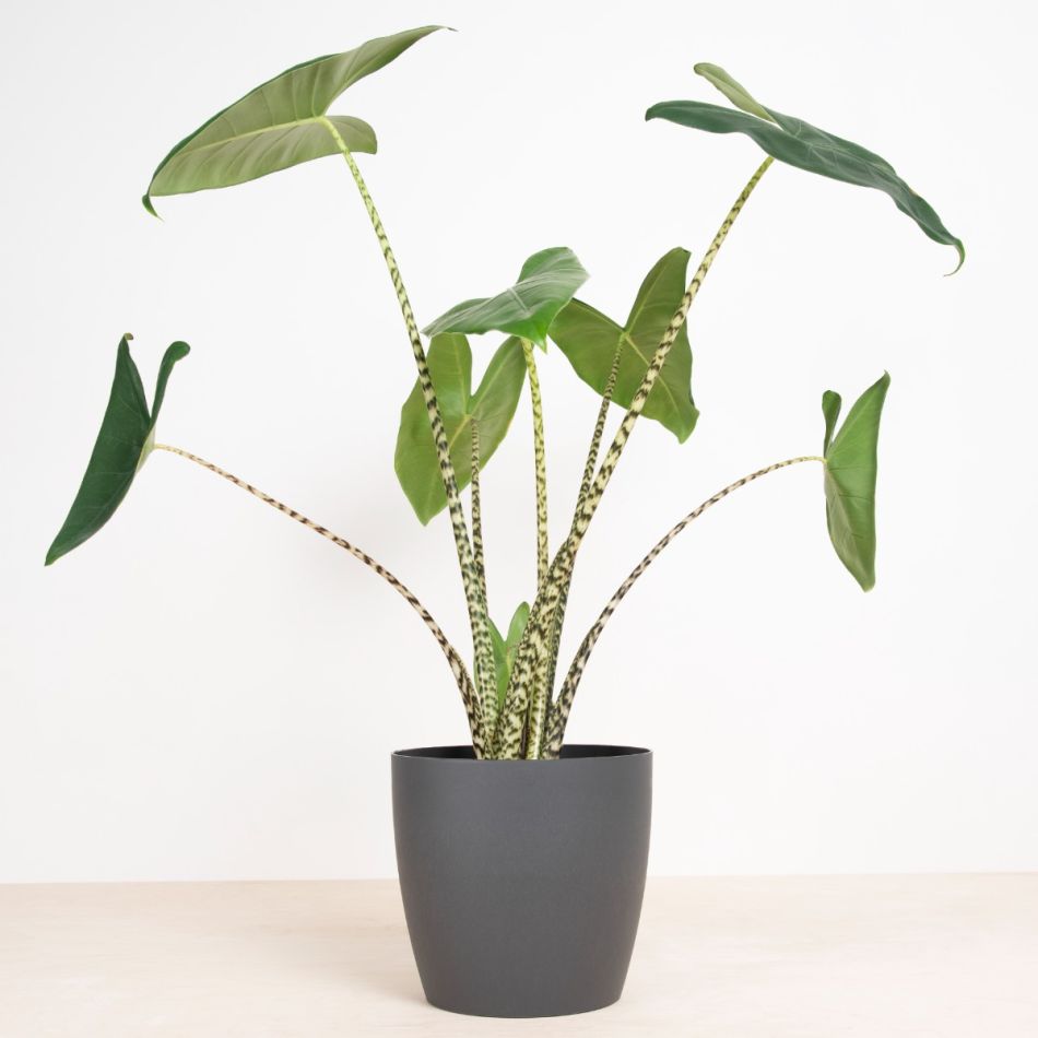 bio based bloempot