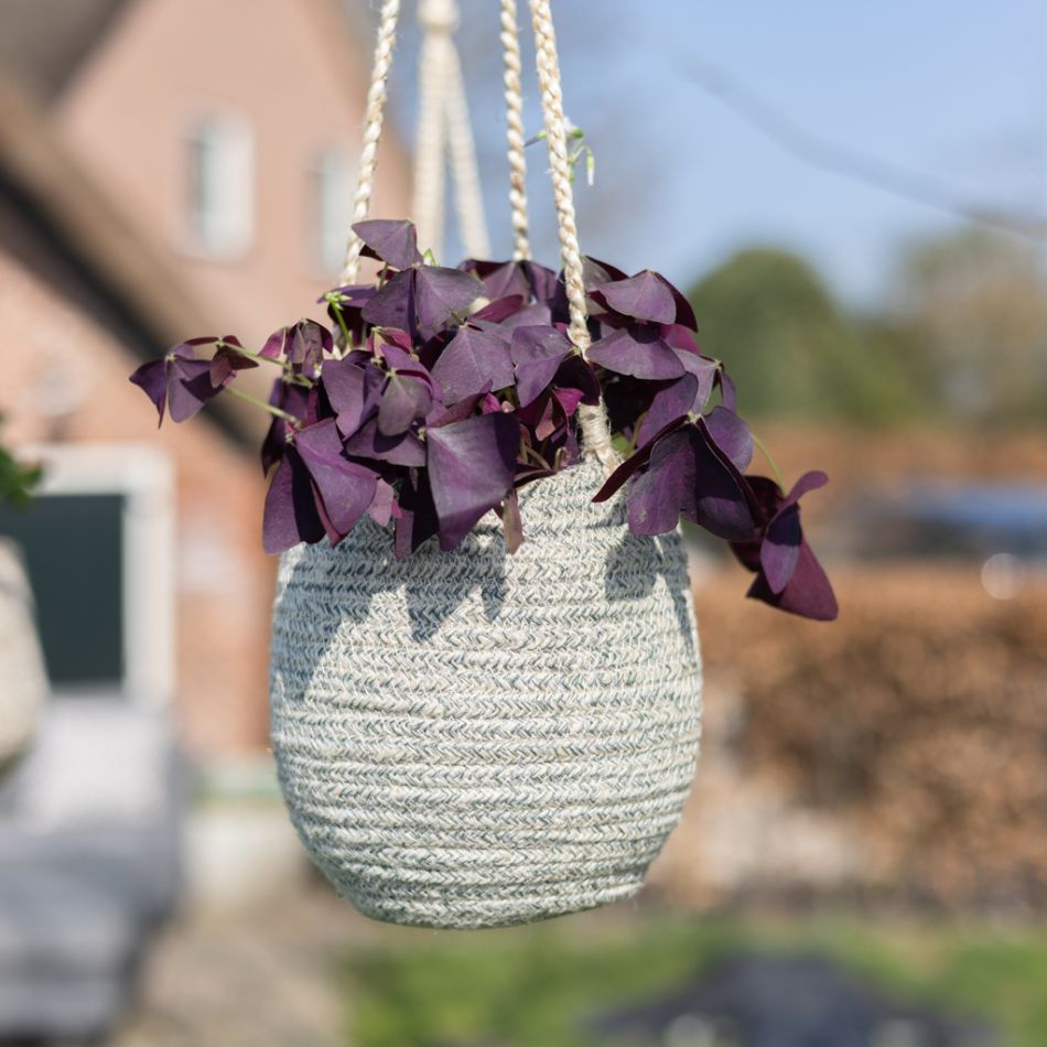Oxalis-1024-2