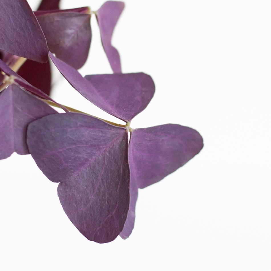 Oxalis-2-1024