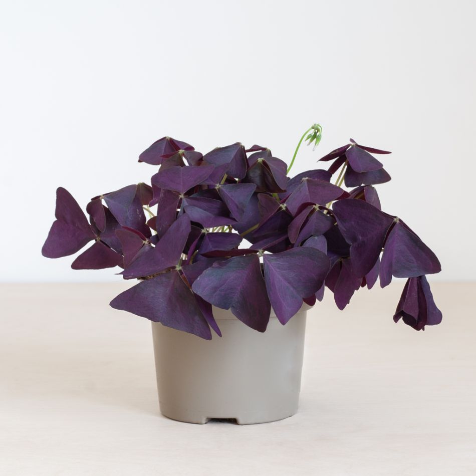 Oxalis-p12-1024