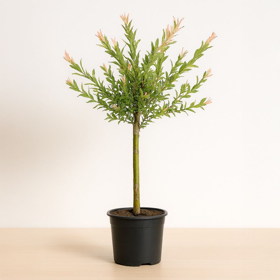 salix flamingo