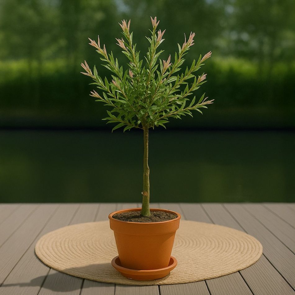Salix kopen
