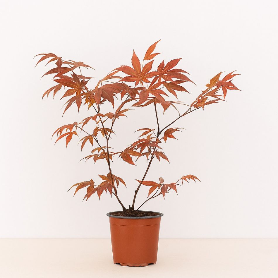 Acer Palmatum Atropurpureum kopen