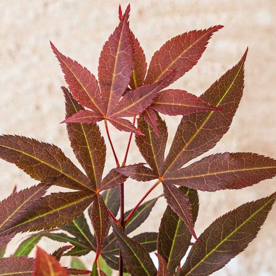 Acer Palmatum Atropurpureum blad