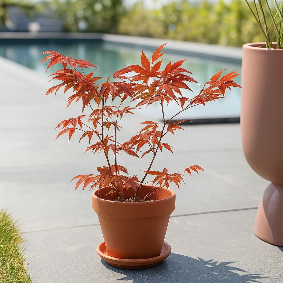 Acer Palmatum Atropurpureum