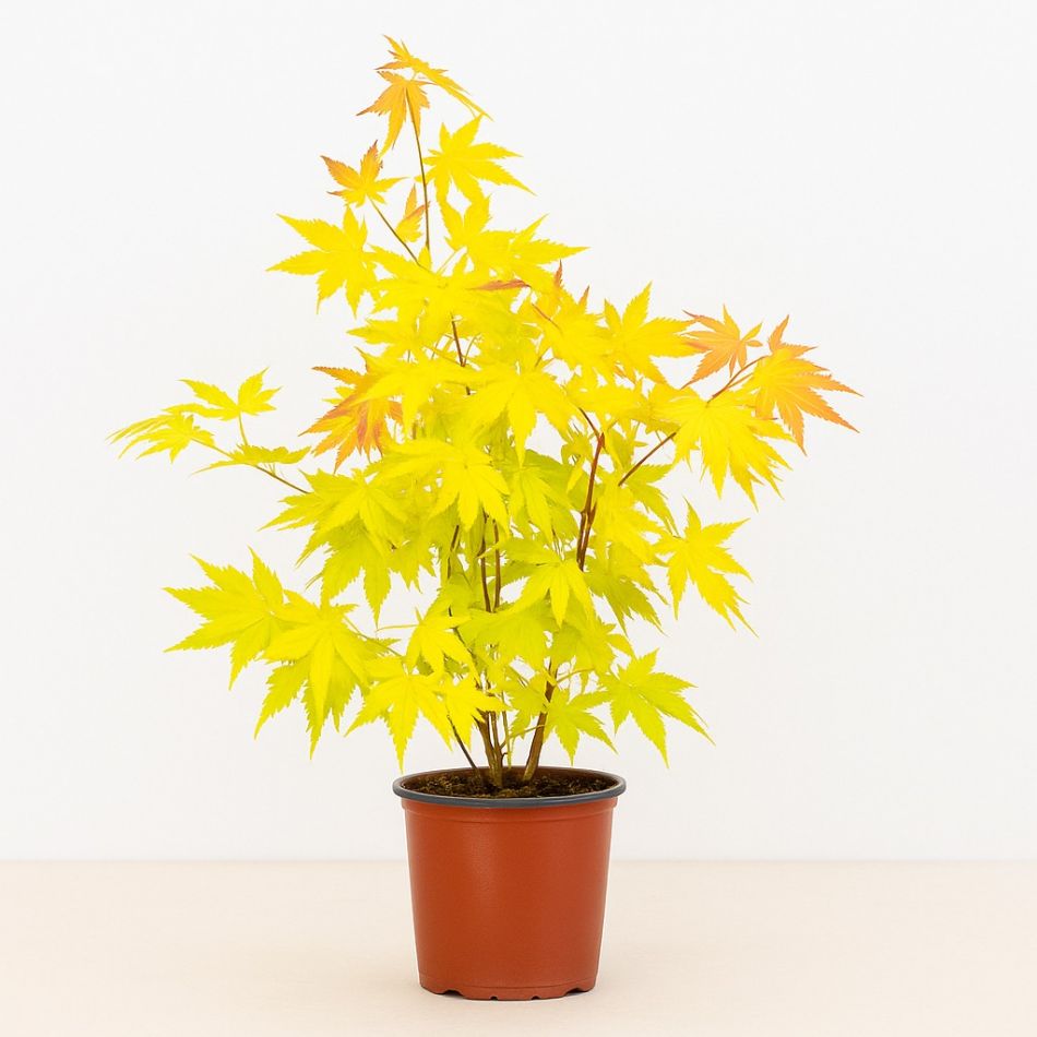 Oranje acer plant