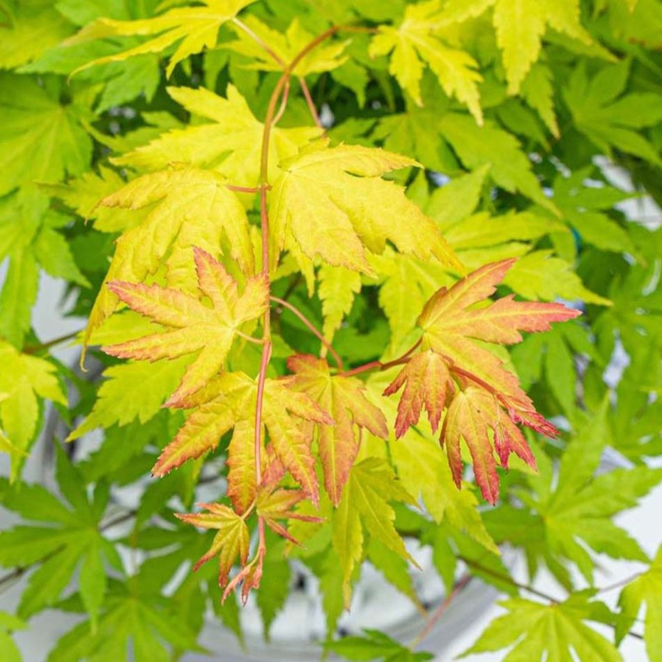 Acer bladeren