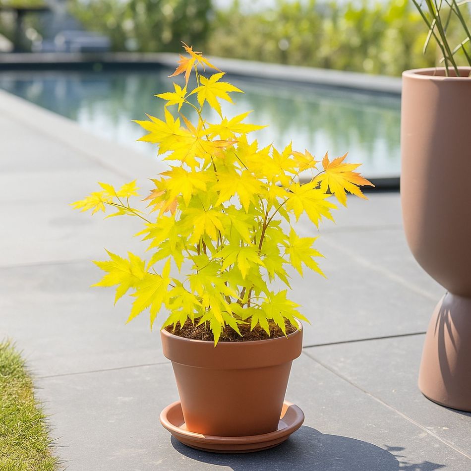 Acer orange dream