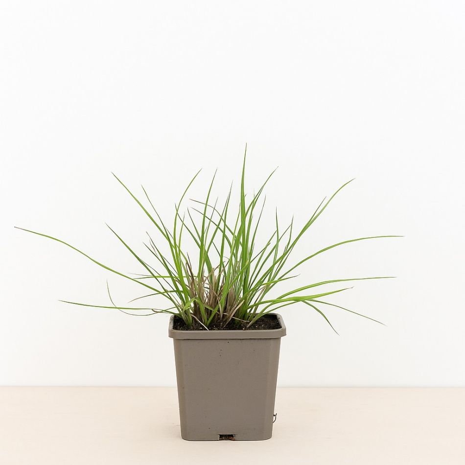 Pennisetum alopecuroides 'Hameln' kopen