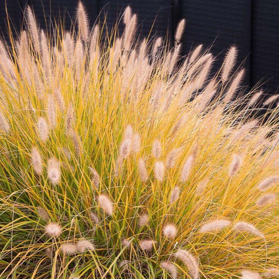 Pennisetum alopecuroides 'Hameln' pluimen