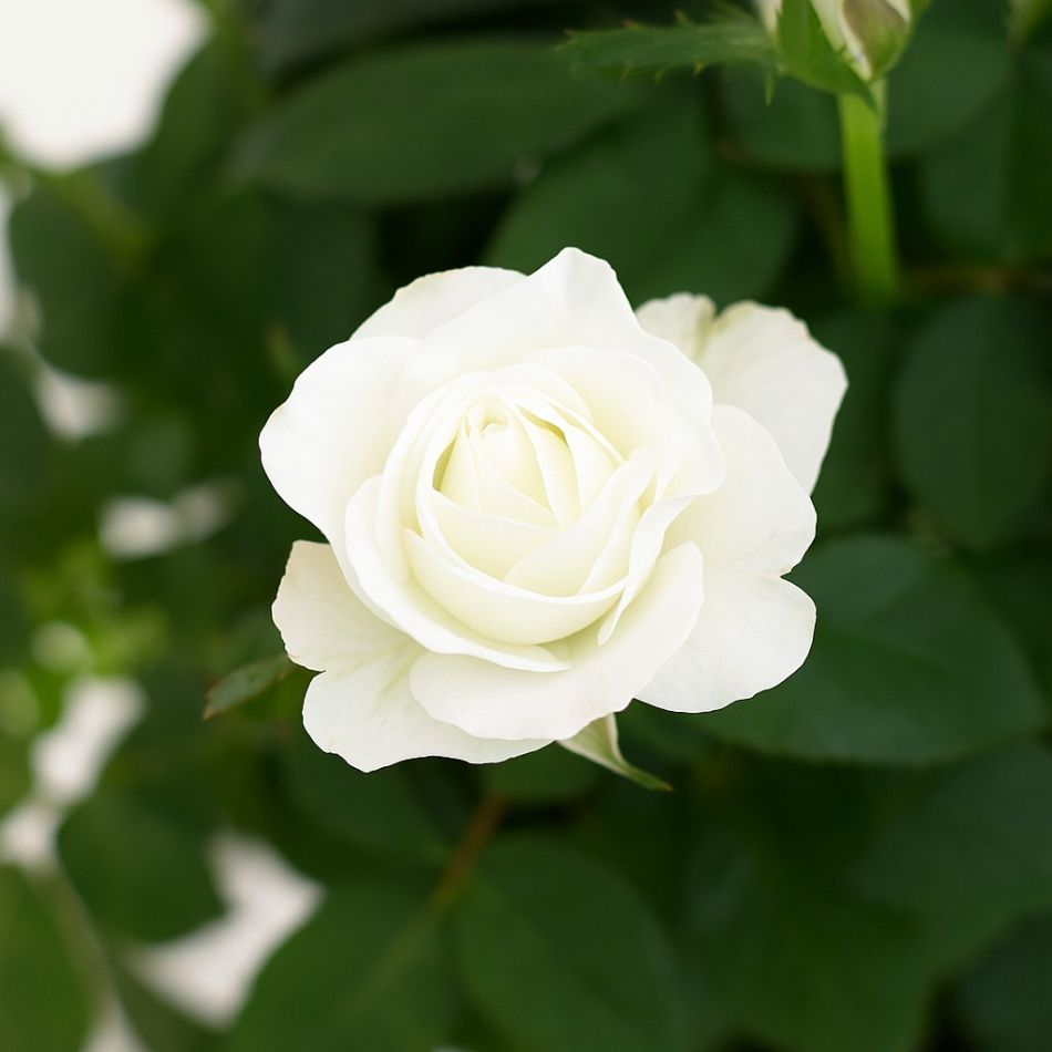 witte potroos bloem