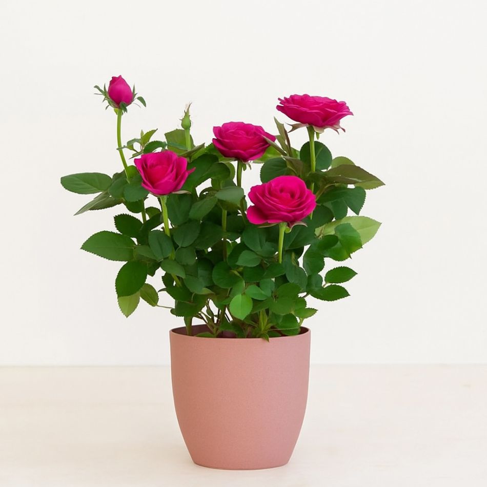 potroos donkerroze in pot