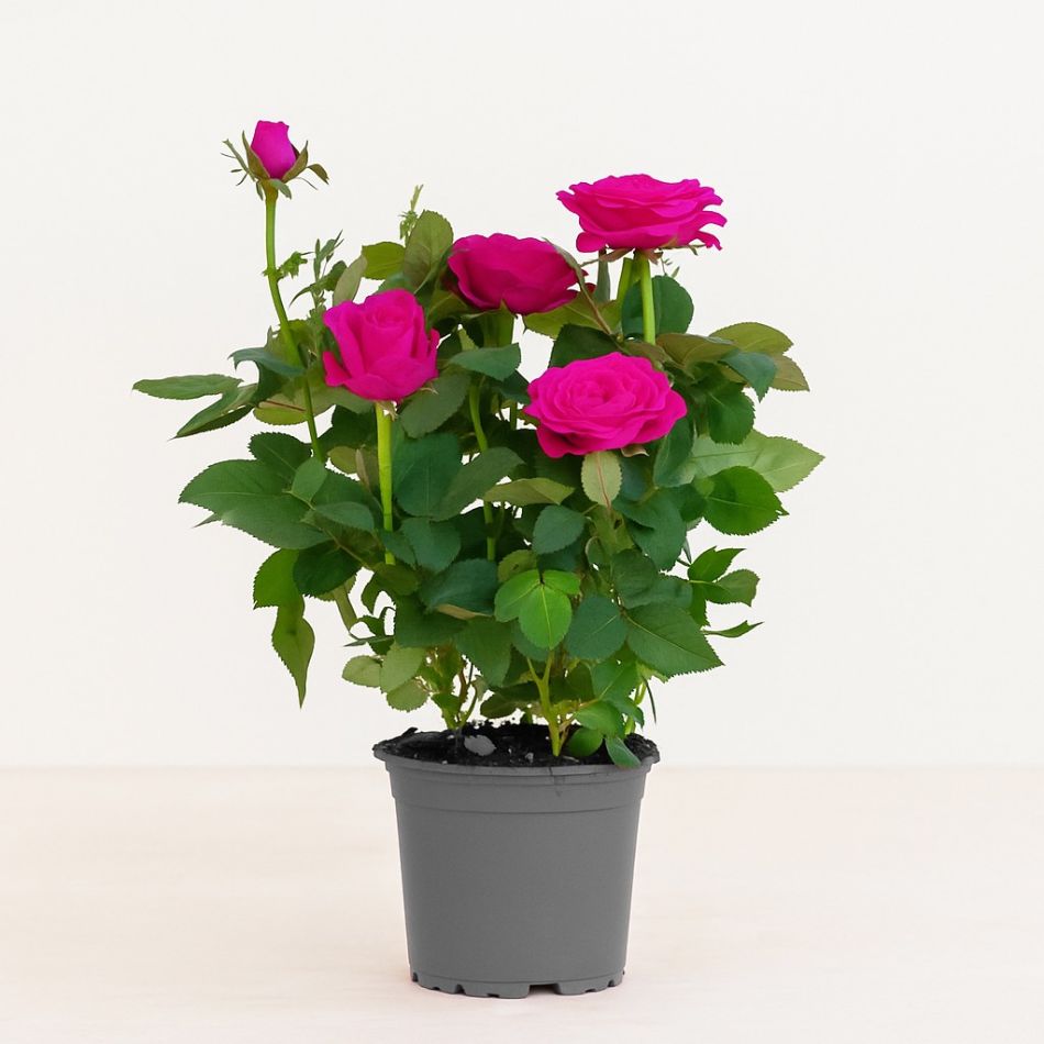 potroos roze kopen