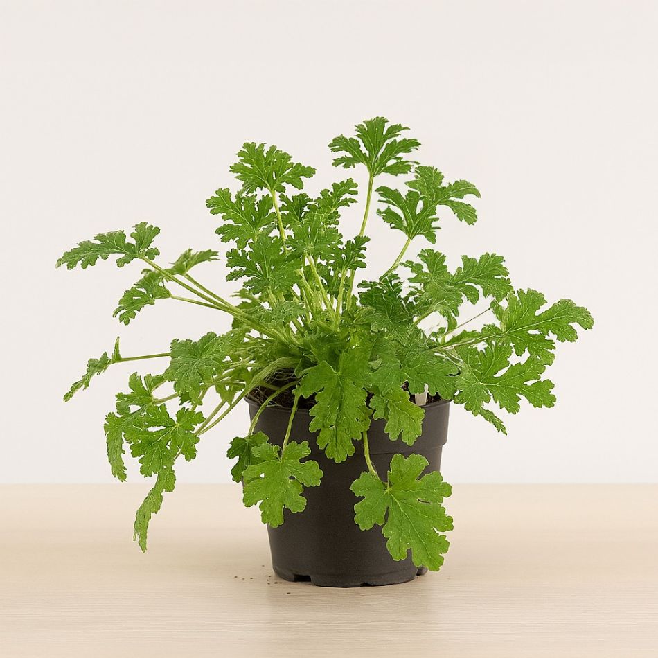 muggenplant