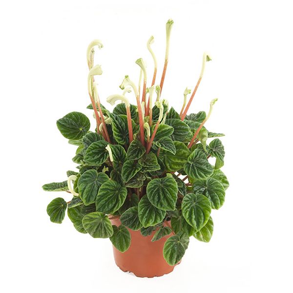 Peperomia caperata