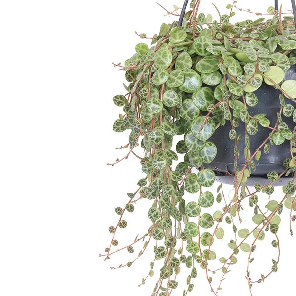 Peperomia Prostrata
