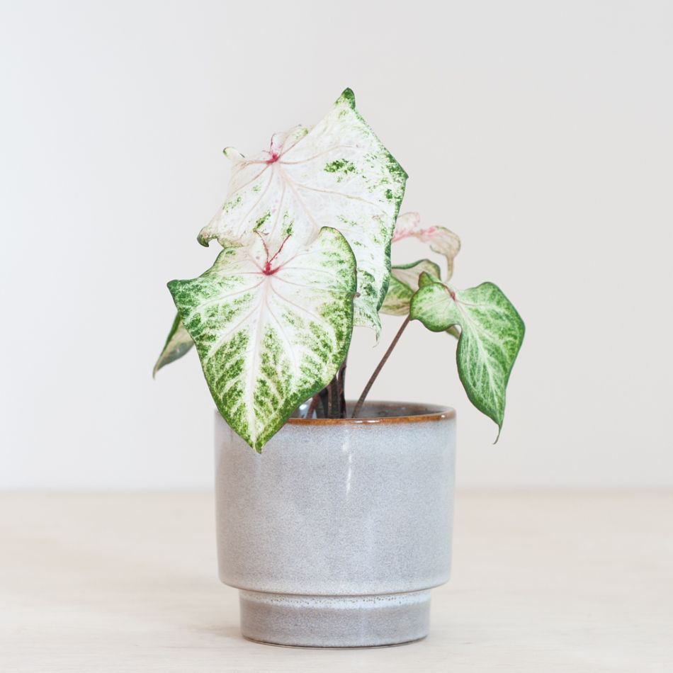 Caladium Peppermint - P13