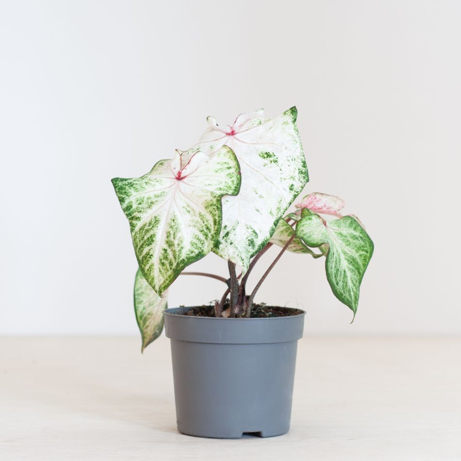 Caladium Peppermint - P13