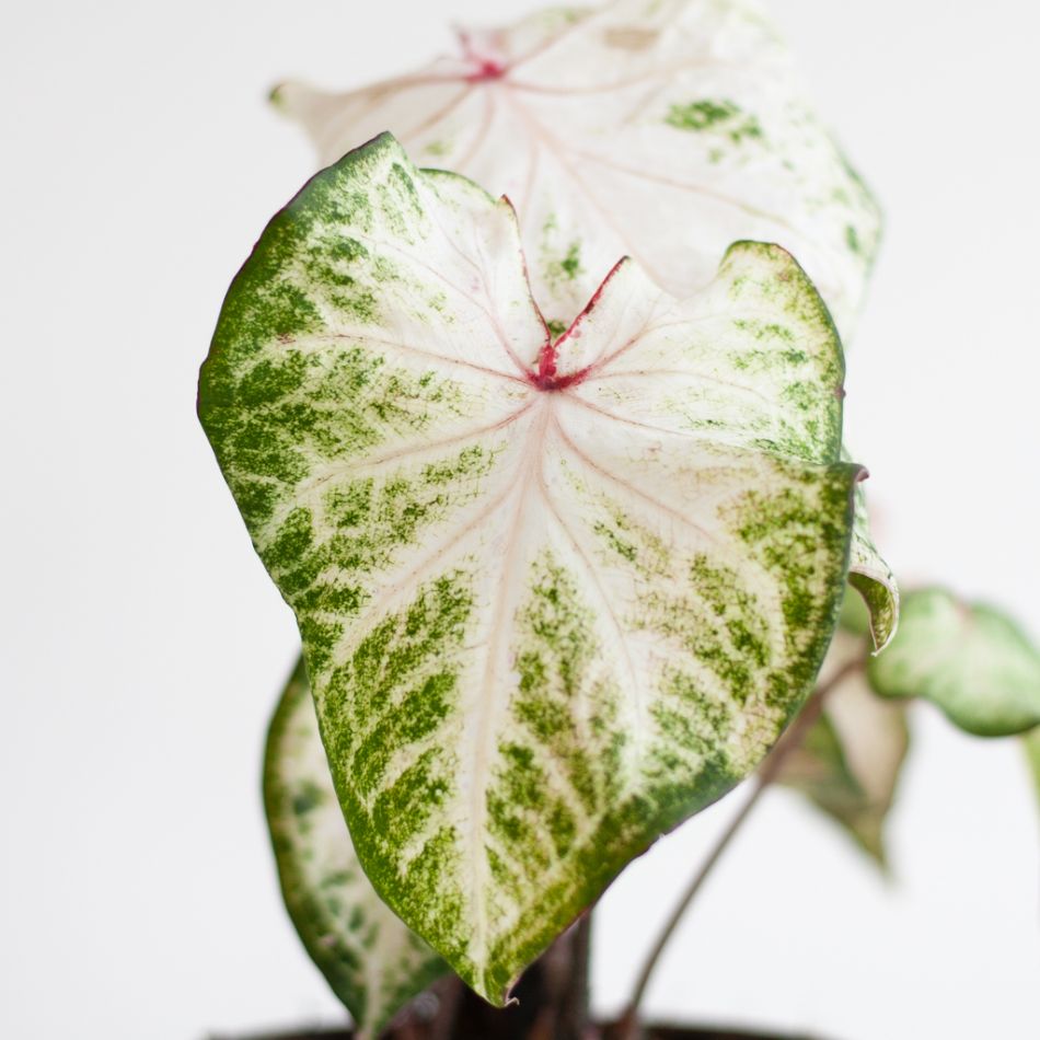 Caladium Peppermint - P13