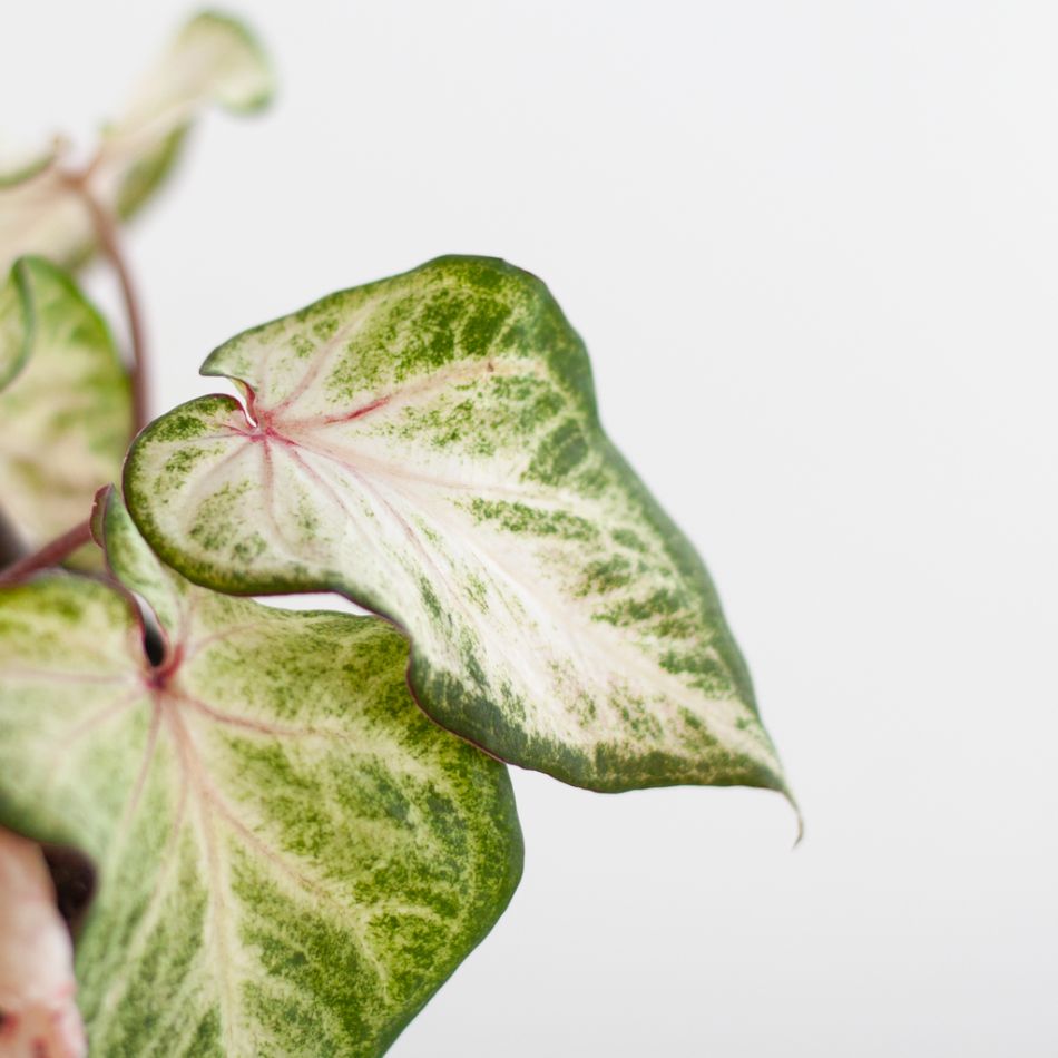 Caladium Peppermint - P13