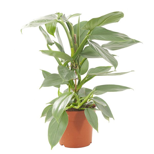 Philodendron Hastatum