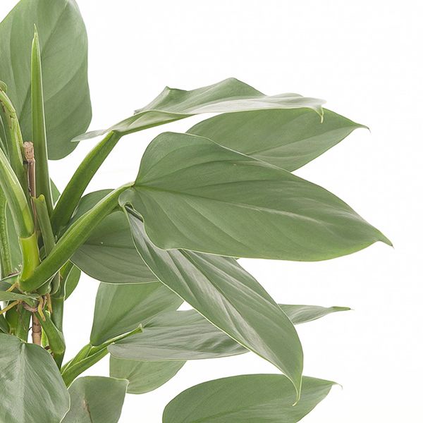 Philodendron Hastatum leaf