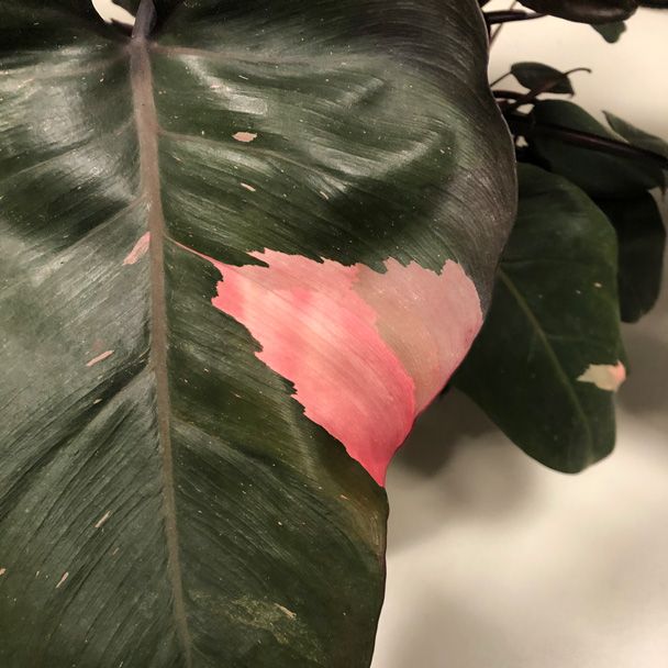 Philodendron pink princess