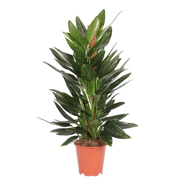 Philodendron Cobra