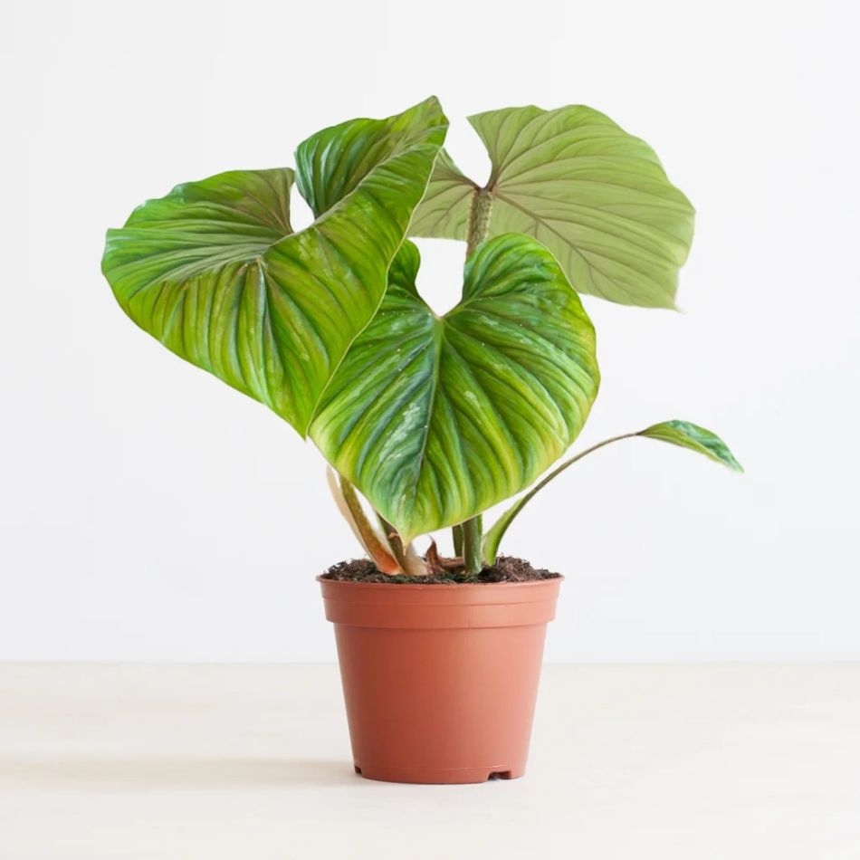 Philodendron Plowmanii