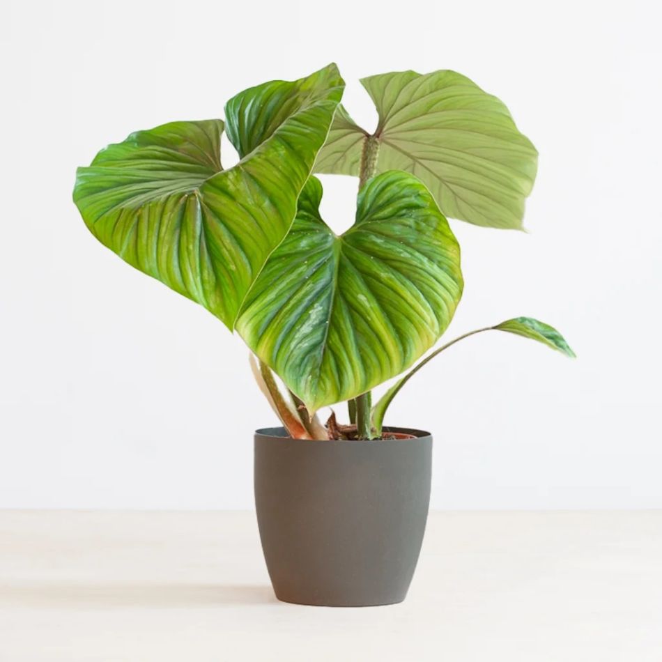 Philodendron Plowmanii