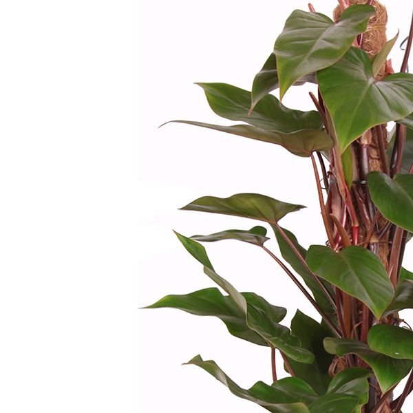 Philodendron red emerald blad