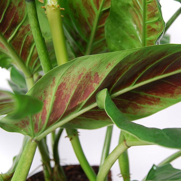 Philodendron Subhastatum plant