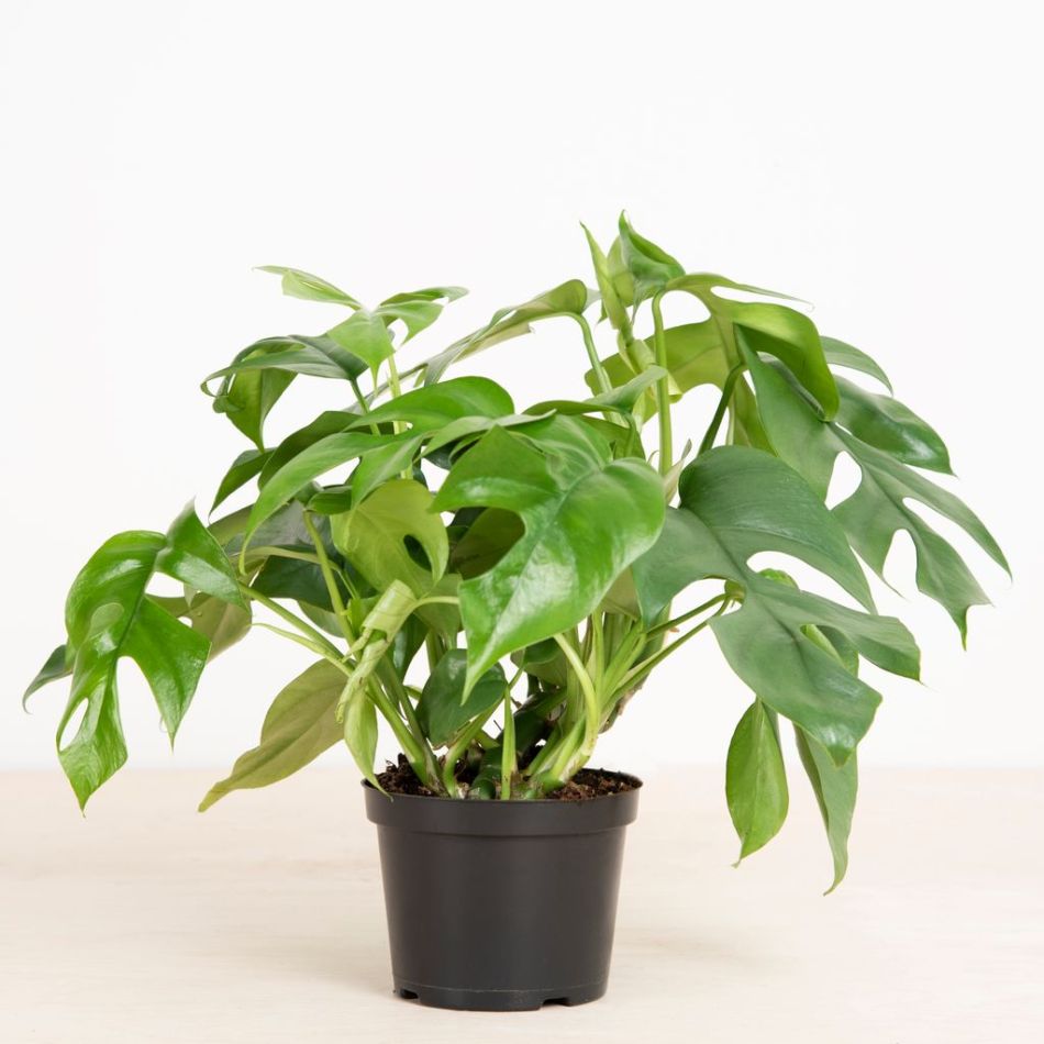 Philodendron-tetrasperma-3
