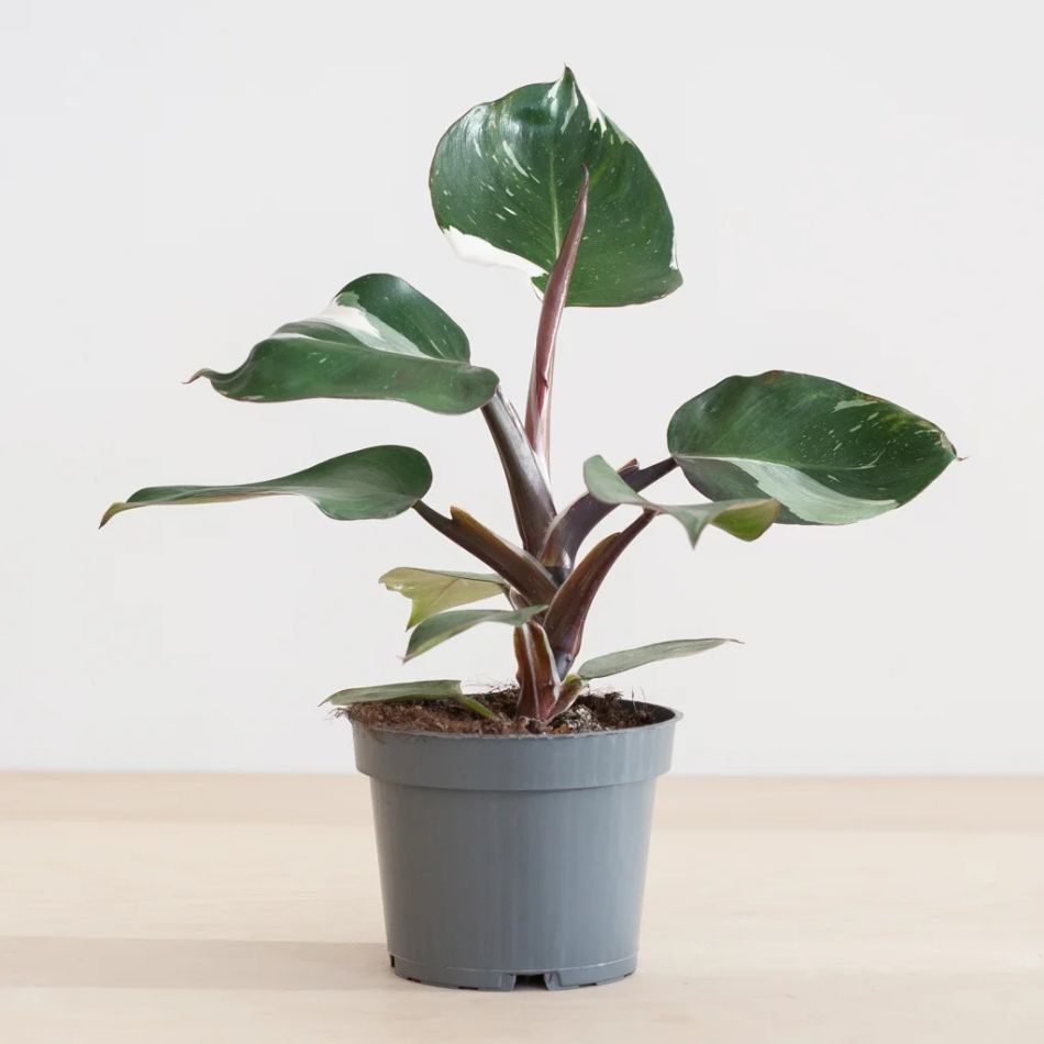Philodendron White Knight