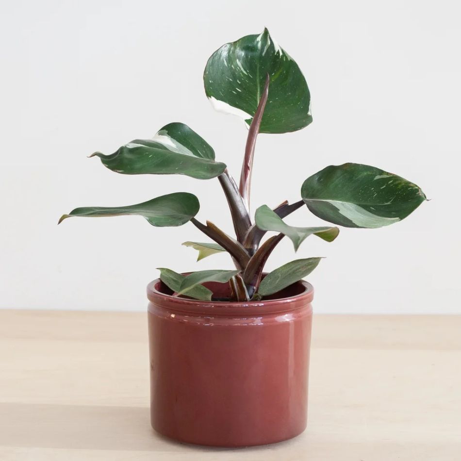 Philodendron White Knight