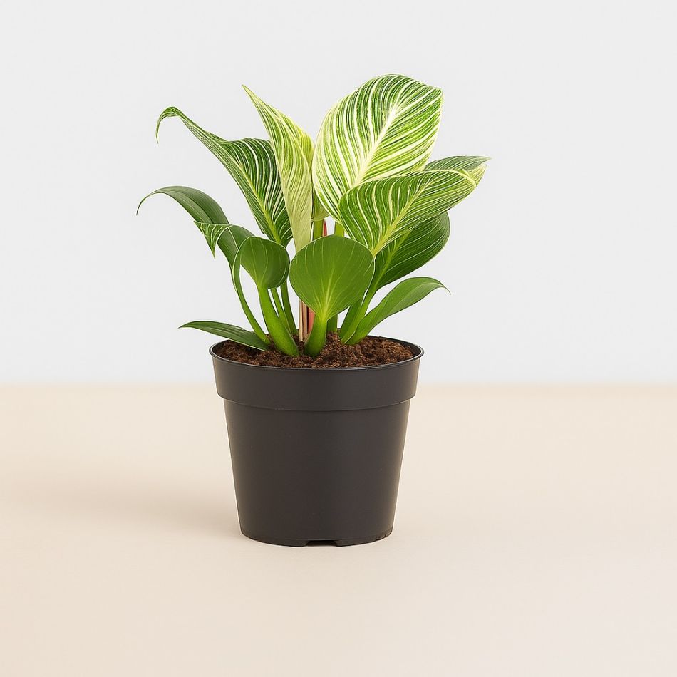 philodendron birkin kopen