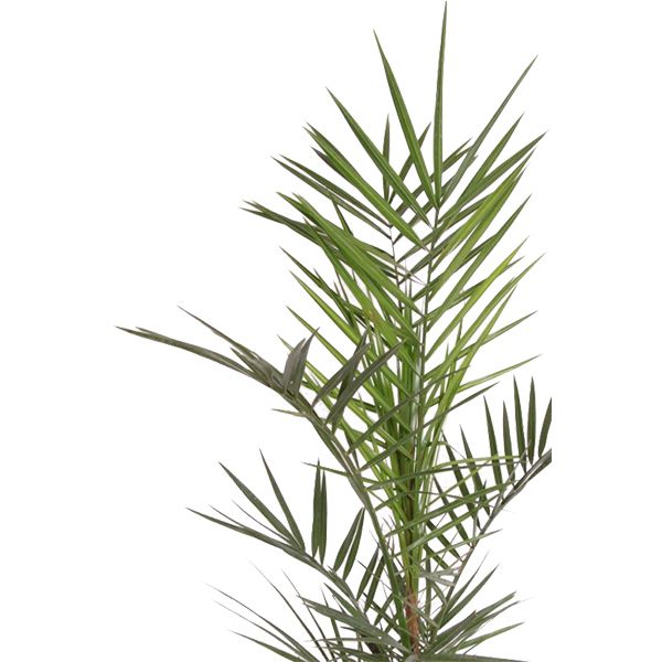 phoenix canariensis 17 close-up
