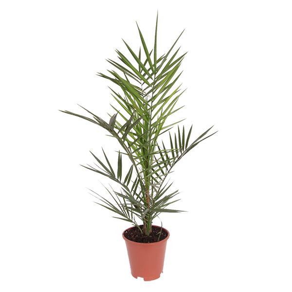 phoenix canariensis 17