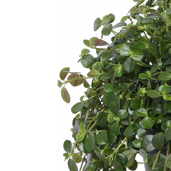 Pilea depressa verzorging