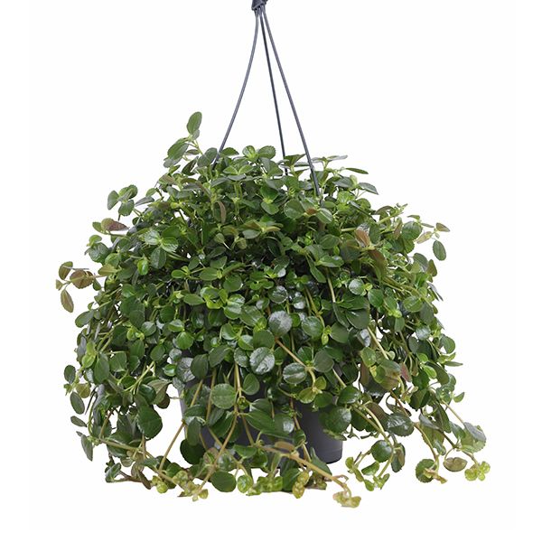 Pilea Depressa