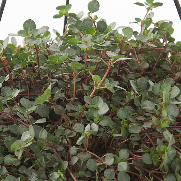 Pilea Glaucophylla plant