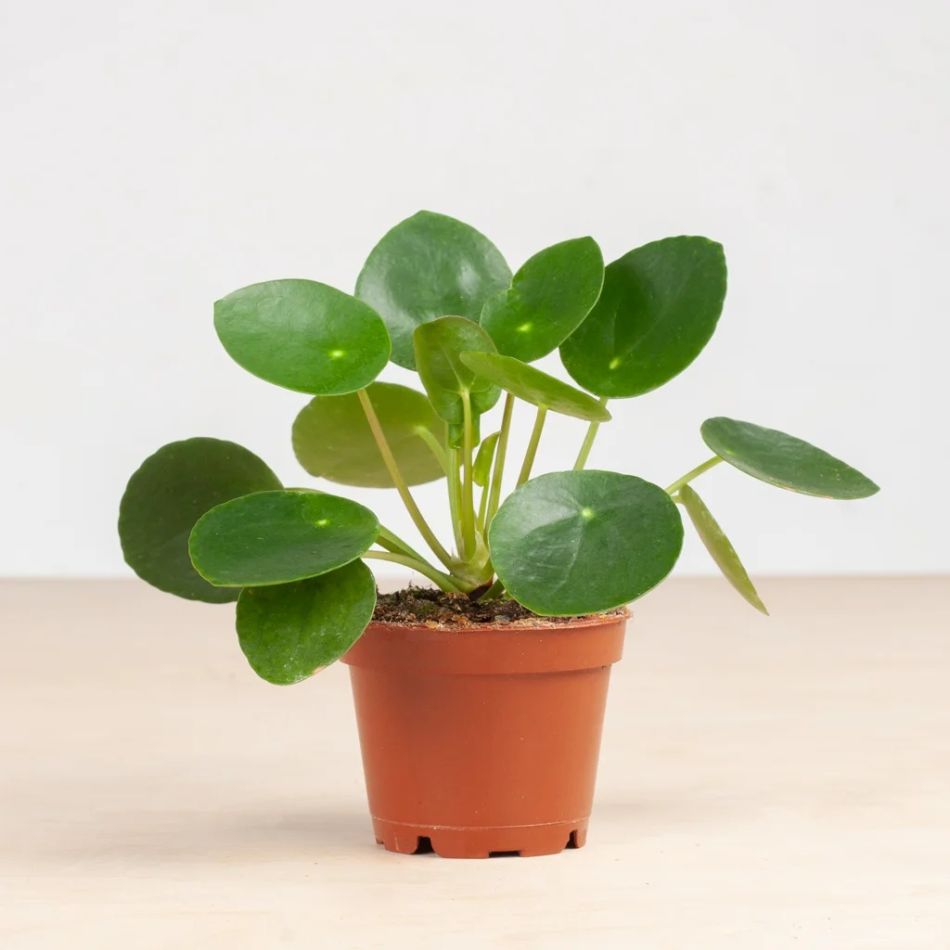 Mini Pannenkoekplant - Pilea Peperomioides - P6