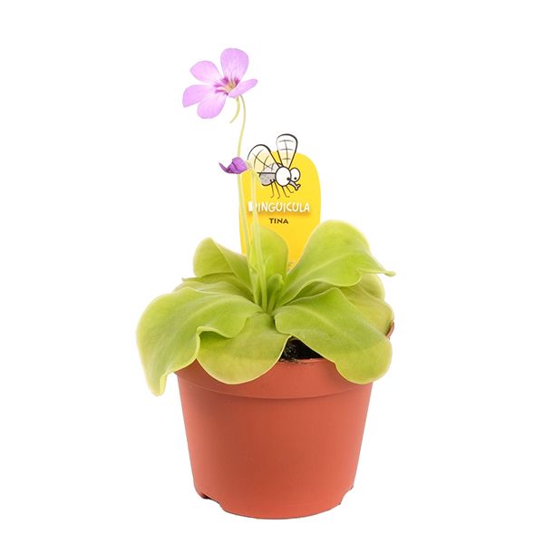 pinguicula tina