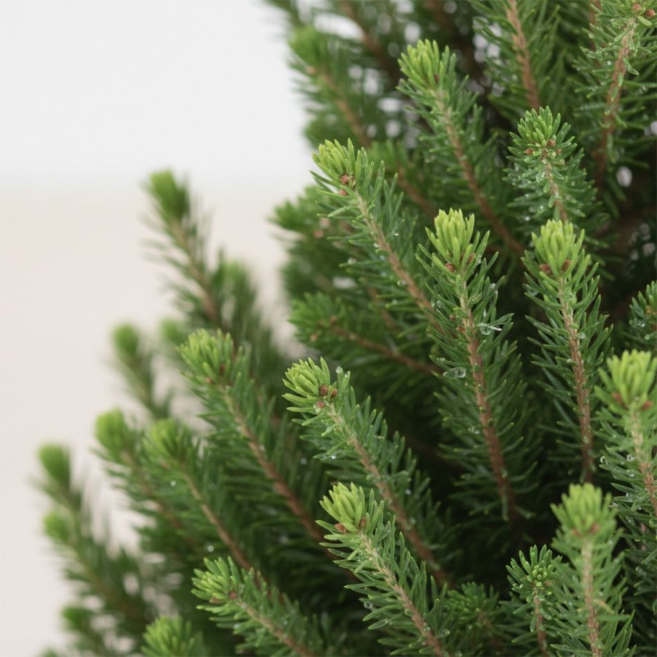 Picea Glauca December - Witte spar - P26