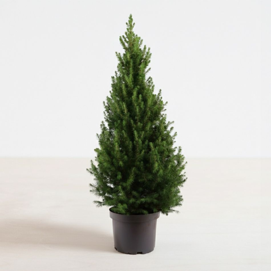 Picea Glauca December - Witte spar - P26