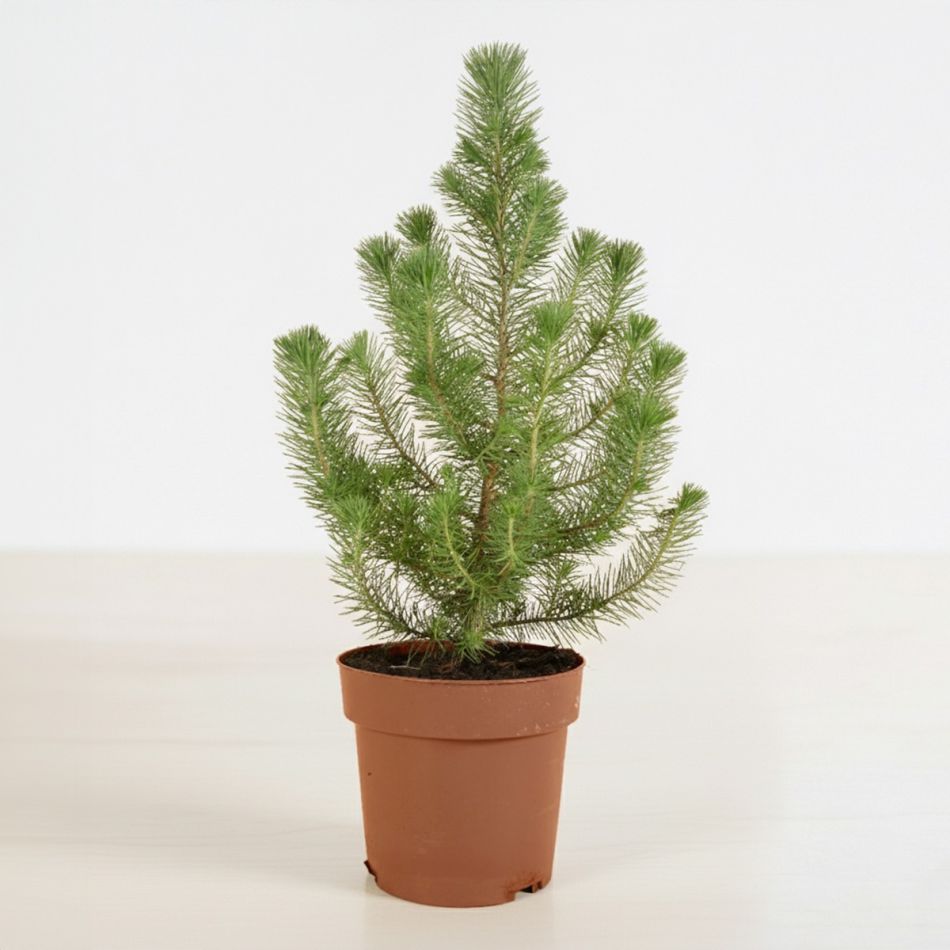 Plantje - p